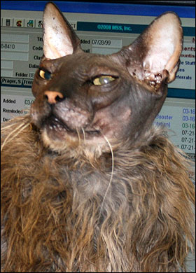 uglycat